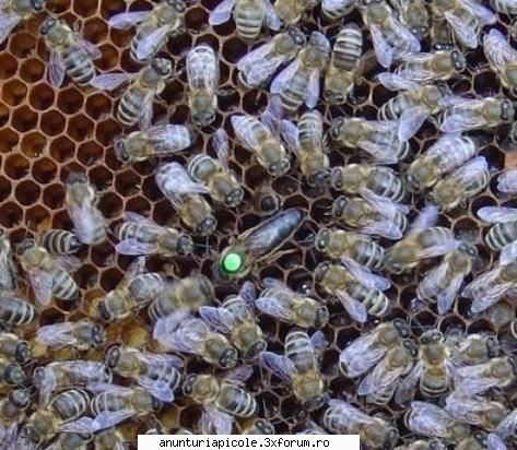 matci carpatine asa arata marfa (apis mellifera