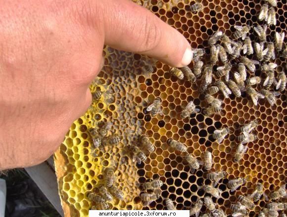 subscriu d-lui lulacy la arata matci carpatine