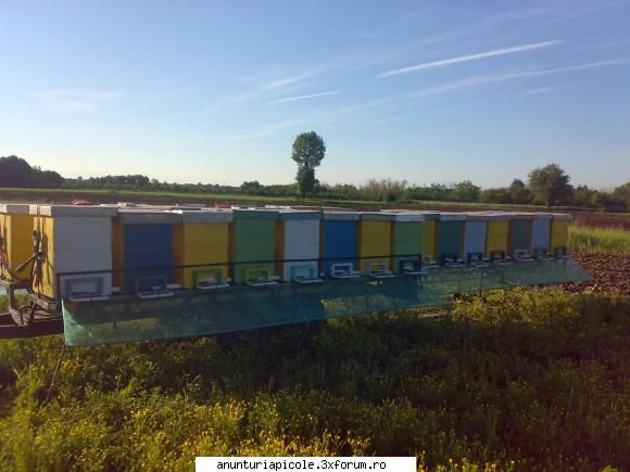 platforma apicola anuntul mai valabil