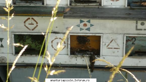 vand pavilion apicol poza