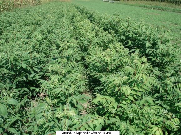 vand puieti evodia poze cand erau vegetatie