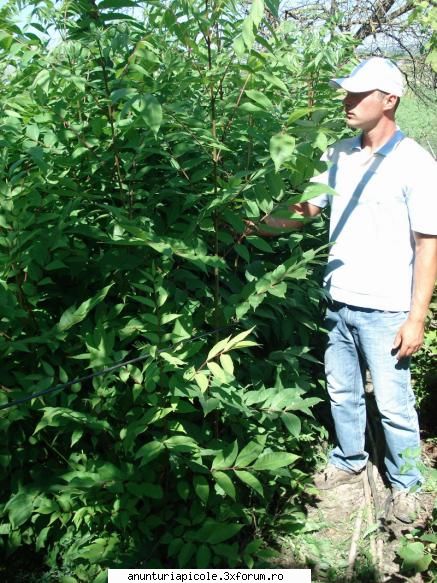 inca o foto vand puieti evodia