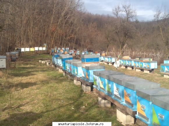 vand carpatine bambucha serios. m-ar interesa roi formati pachet albina 3,4 rame dadant scuturata