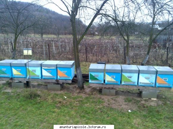 cumpar 100 famili pistii 100 famili tot lada(de preferat ofer 5000 eu.tel pistea,nu anteleg din