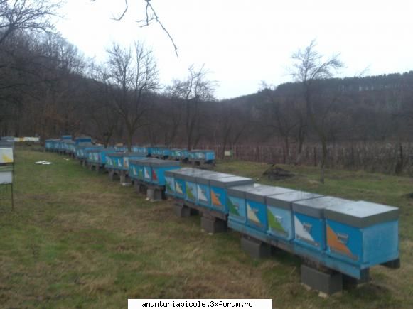 cumpar 100 famili pistii 100 famili tot lada(de preferat ofer 5000 eu.tel /10, fund antivarooa