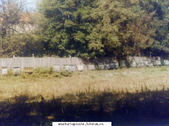 vand carpatine ahile scris:mai aveti familii interesa mine 10-15 functie pret.toate cele bune daca