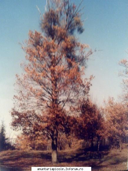 domnu giovanni am inteles ca sunteti din gorj si eu tot  de acolo sunt.poate vorbim in februarie