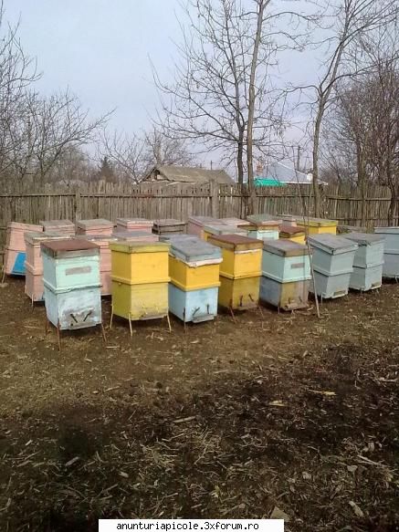 vinde 100 familii albine cutiile aferente din lipsa timpului liber postez acest anunt pentru prieten