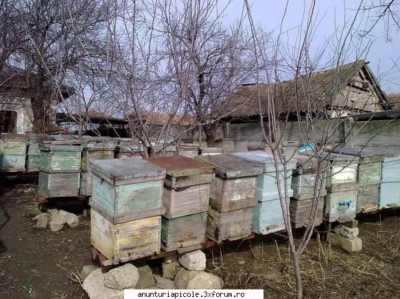 vinde 100 familii albine cutiile aferente