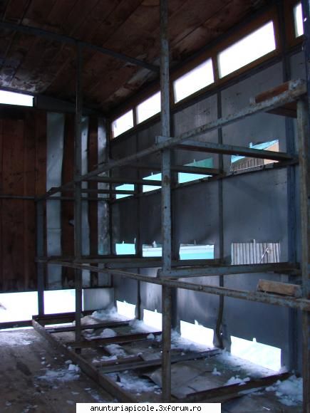 :limba:  :nebun: apicol