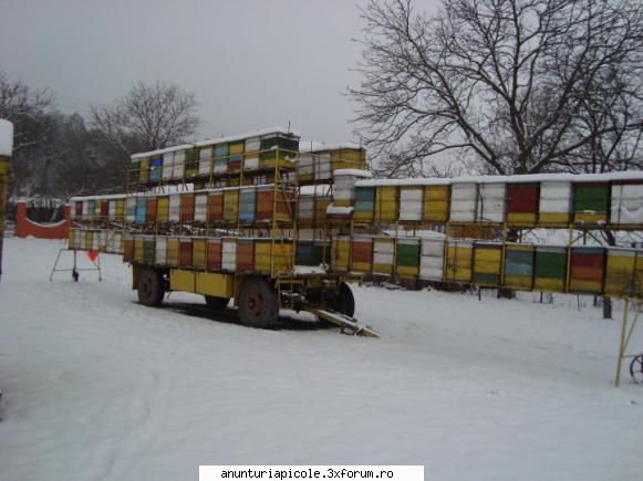 ba este pe capete de bara :hi: vand pavilion apicol