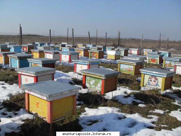 vand maxim 30 de familii de albine, dupa data de 15 aprilie 2011, pe alese, dintr-o stupina de 80 de