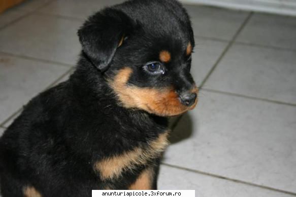 vand pui cuib -doua luni si jumatate, carnet de sanatate  , doua vaccinuri ,detin  parintii; si al