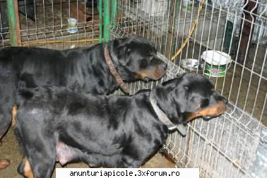vand pui rottweiler atos+ gia-fem pedegree
