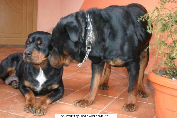 vand pui rottweiler atos+ berta