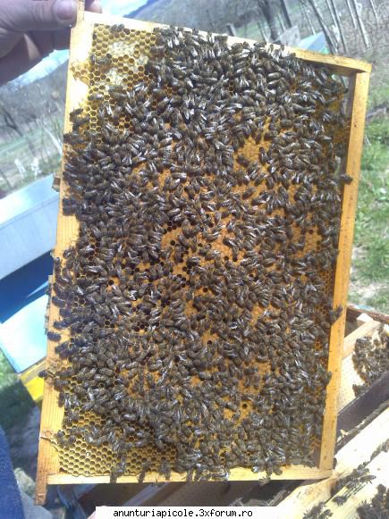 vand roiuri din selectie regine rasa carpatica, citit postare cum confrate nostru certa altul mai