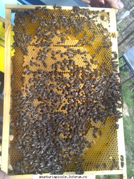 vand roiuri din selectie regine rasa carpatica, pentru filmuletul pot pun mai vin poza alta fata