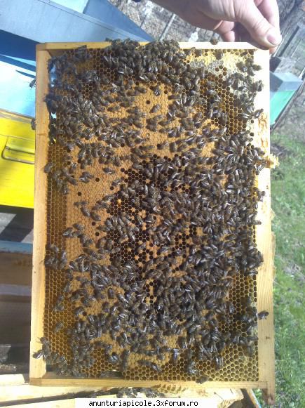 vand roiuri din selectie regine rasa carpatica, ultima fata incarcat opoza plus vina sitee ului ,asa