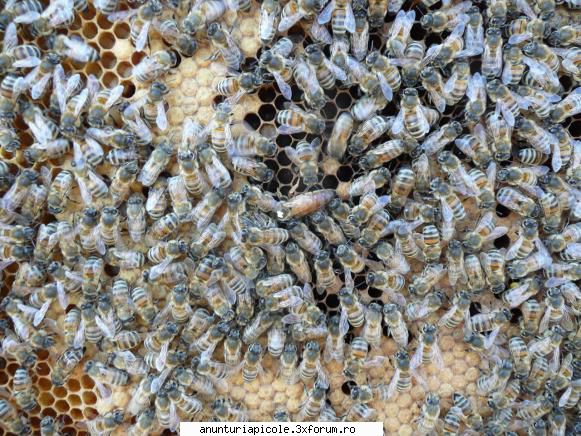 vand roiuri din selectie regine rasa carpatica, giovanni scris:si cea dea doua linie? este sigura