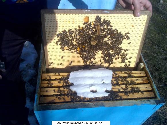 vand roiuri din selectie regine rasa carpatica, din ciuperceni &nbsp; &nbsp; sper ramana valabila