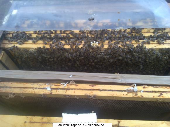 cumpar stupi alin75 familii albine rame dadant 1/1 rame din care rame puiet stup tot. pretul maxim