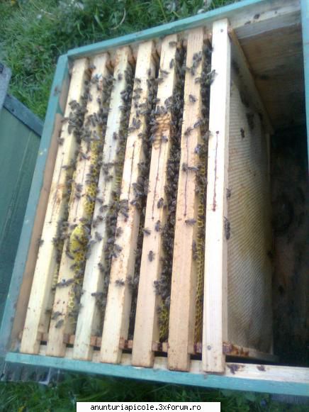 vand familii albine zona pitesti. vand familii albine fara sunt rame 1/1 din care rame puiet
