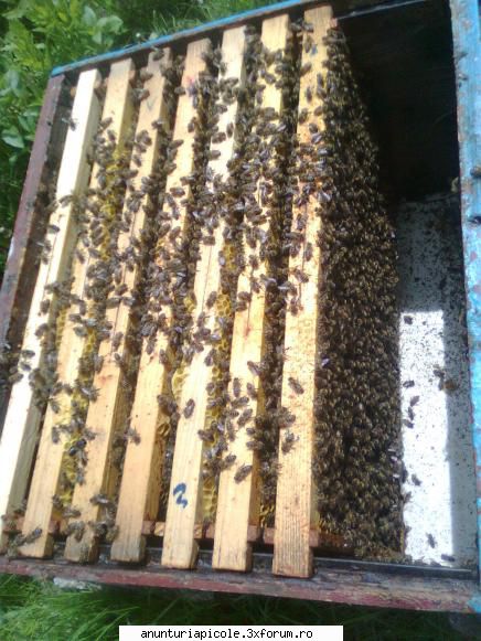 vand familii albine zona pitesti. scris:vand familii albine fara cutii. familiile sunt rame 