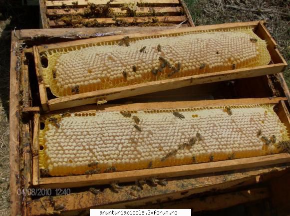 cumpar  si  miere in  faguri   ofer  20...25ron  pe  kg faguri faguri