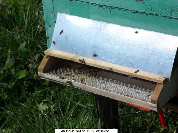 miere de salcam : 1000 kg , 15 : 20 kg , 55 lei/kg vand miere de salcam si polen (vaslui)