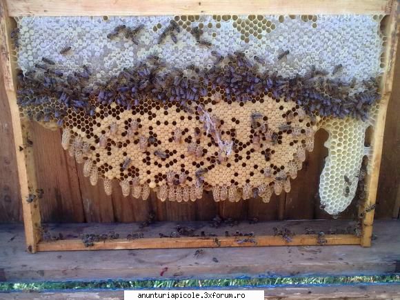 apicultor bio
de 3 ani vand miere salcam orice fel de 1100 kg,pret deva,tel miere salcam bio