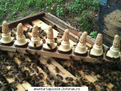 vand roiuri din selectie regine rasa carpatica, crestere luna iulie 2011