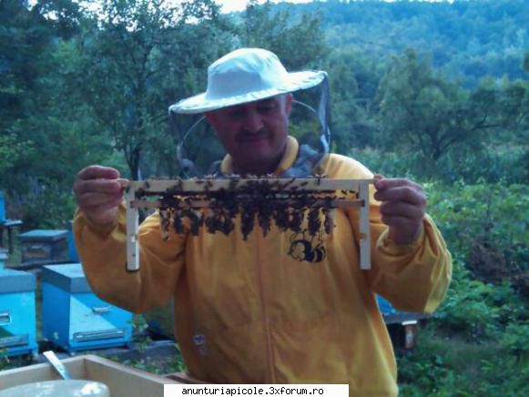 vand roiuri din selectie regine rasa carpatica, inca foto&nbsp;
