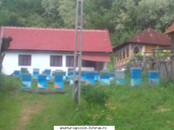 vand roiuri din selectie regine rasa carpatica, giovanni vorbit astazi telefon pentru matci din