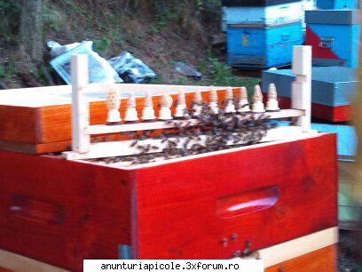 vand roiuri din selectie regine rasa carpatica, lefter prezentare trebuie puse treaba &nbsp;noi