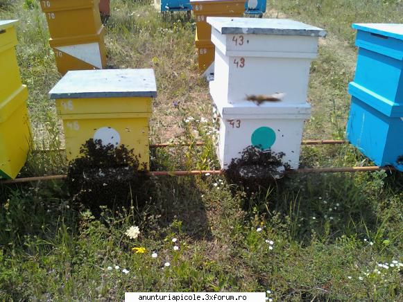 vand 10 familii de albine pe 10 rame.
pret 30-35 lei/rama cu sau vand 10 familii albine!!
