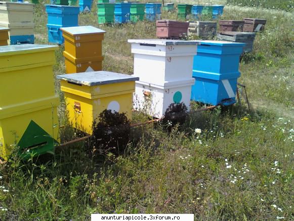 vand familii albine vand familii albine rame.(fara lazi)pret 30-35 lei/rama sau dispozitie jud.