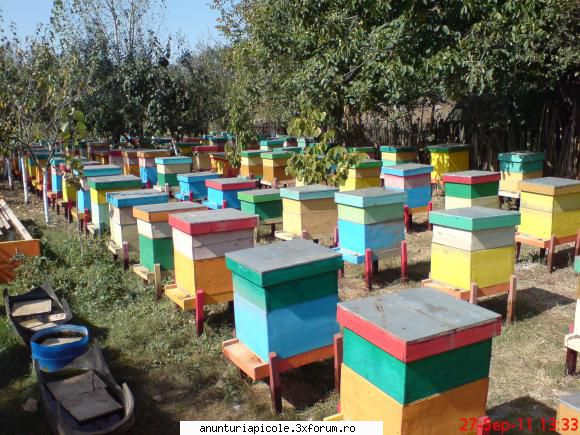 vand familii albine ioana chiran 150 familii albine 100 facute