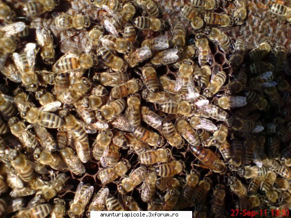 vand familii albine ioana chiran chiran chiran 150 familii albine 100 facute