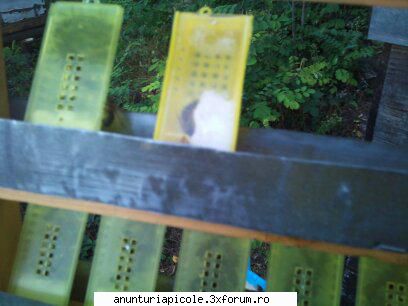 vand roiuri din selectie regine rasa carpatica, leodor scris:mai aveti regine vanzare? m-ar interesa