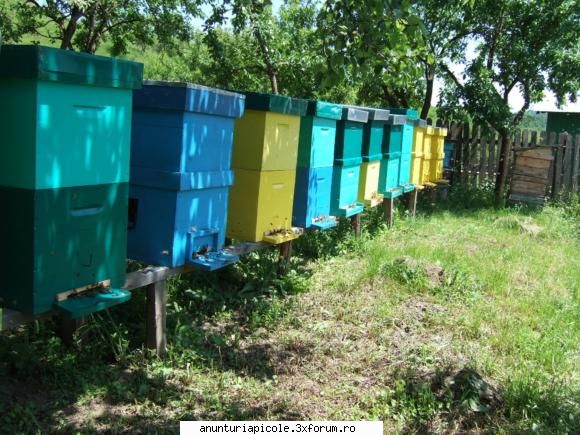 vand familii albine, zona bio detin stupina fam albine din care vand luna aprilie 2009 numar 30-40