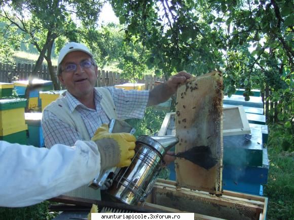 vand familii albine, zona bio miere multa,2008
