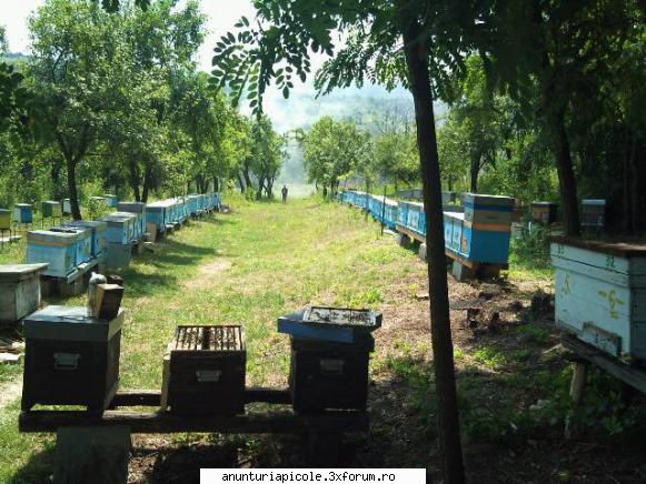 Apiinvert - Gasesti cu 8 lei miere,mai bine iesi ,ca cu - CUMPARARI PRODUSE APICOLE
