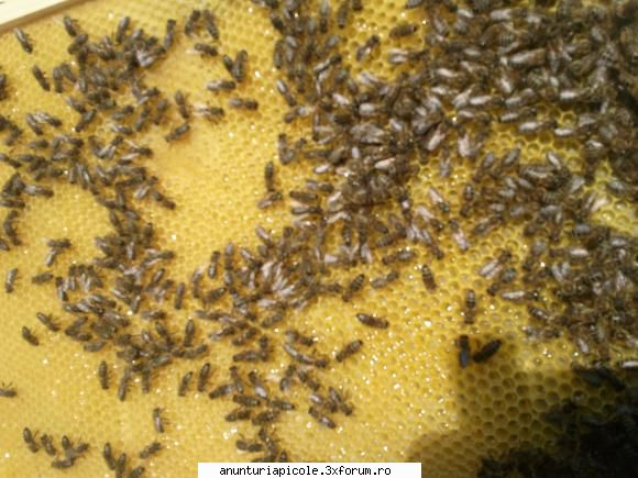 Comercializam Faguri 100% natural cel mai bun calitate in Romania! - Fagurile noastr - VANZARI PRODUSE APICOLE