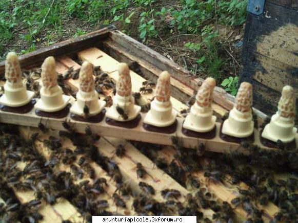 Cumpar 2 matci imperecheate 2011 - O zii doua sa merg pentru mai multe colete - CUMPARARI MATERIAL BIOLOGIC