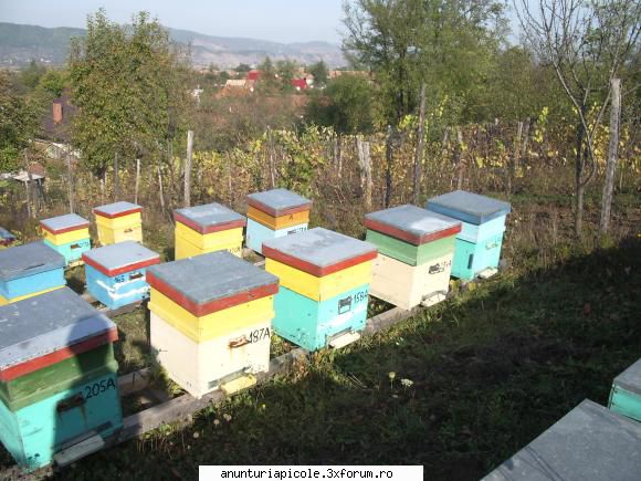 Cumpar Stupi - Va pot oferi cutii usor folosite Buzau - CUMPARARI ECHIPAMENTE APICOLE