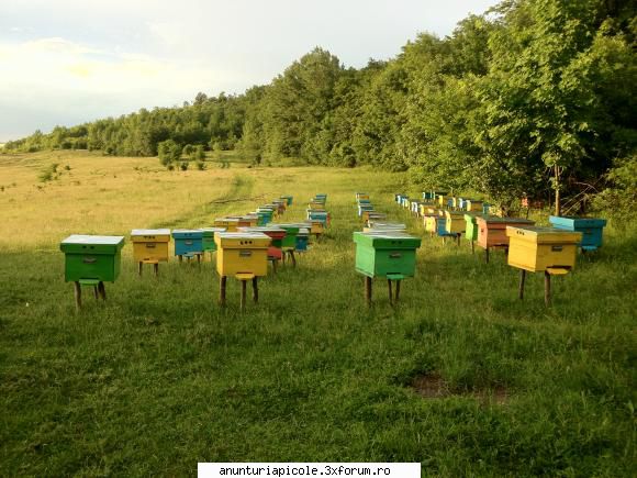 Familii de albine - Intreprindere individuala vindem familii de - VANZARI MATERIAL BIOLOGIC