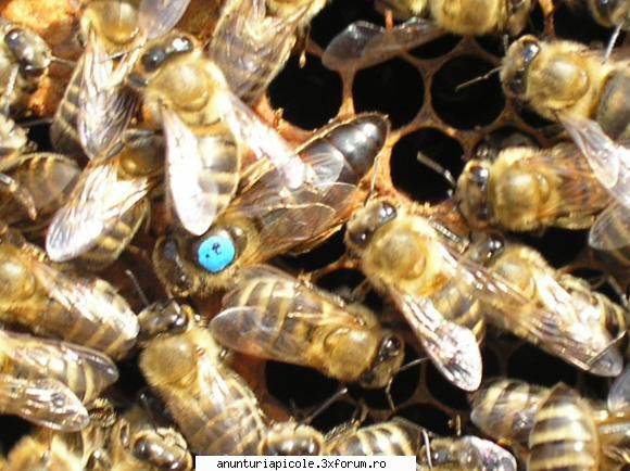 Matci fecundate Braila 2011 - Mai zici ca ai descoperit America, asa de bucuros - VANZARI MATERIAL BIOLOGIC