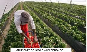 Munca sezoniera -agricultura Anglia zona Norfolk-Norwich 2011 - Se pot depune aplicatiile pentru - DIVERSE