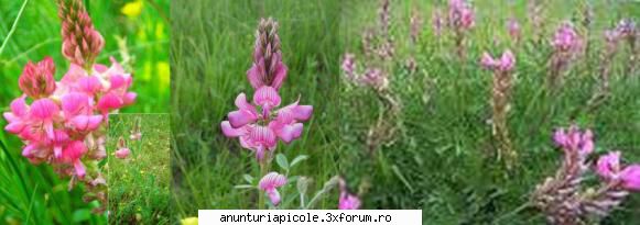 Oferta - ECHIPAMENTE APICOLE - Seminte de Sparceta (Onobrychis viviifolia) - VANZARI ECHIPAMENTE APICOLE