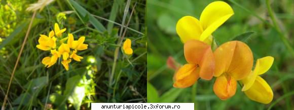 Oferta - ECHIPAMENTE APICOLE - Seminte de Ghizdel (Lotus corniculatus) - pret - VANZARI ECHIPAMENTE APICOLE
